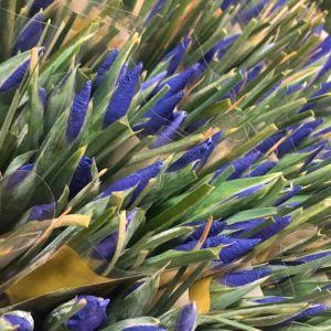 Flowers Iris (bunch)