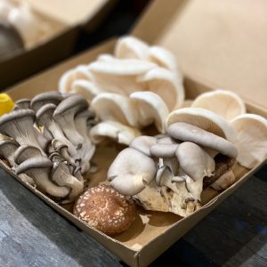 mushroom exotic medley